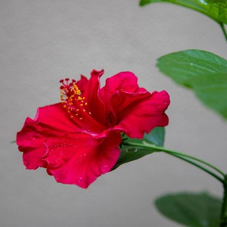 B&B I Propilei Di San Girolamo 리미니 외부 사진