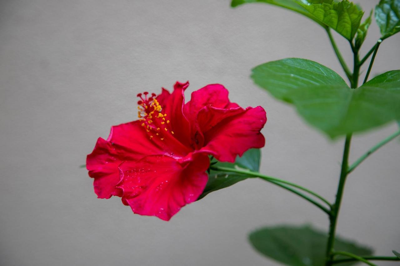 B&B I Propilei Di San Girolamo 리미니 외부 사진